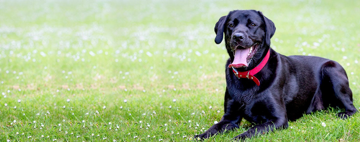 dog names meaning protector dog names meaning protector